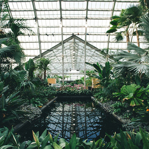 语音撰写小鸡导航
